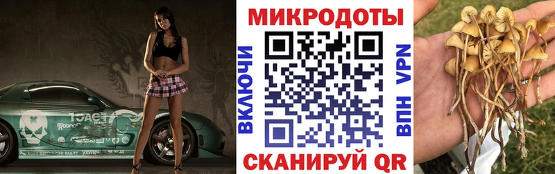 Купить  Щёкино  Галлюциногенные грибы Psilocybe 